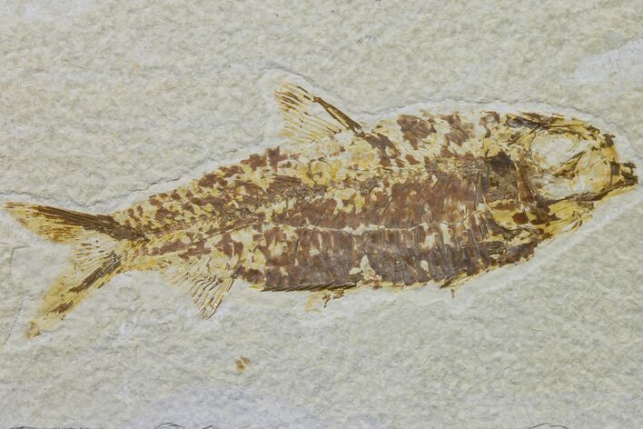 Fossil Fish (Knightia) - Wyoming #159533